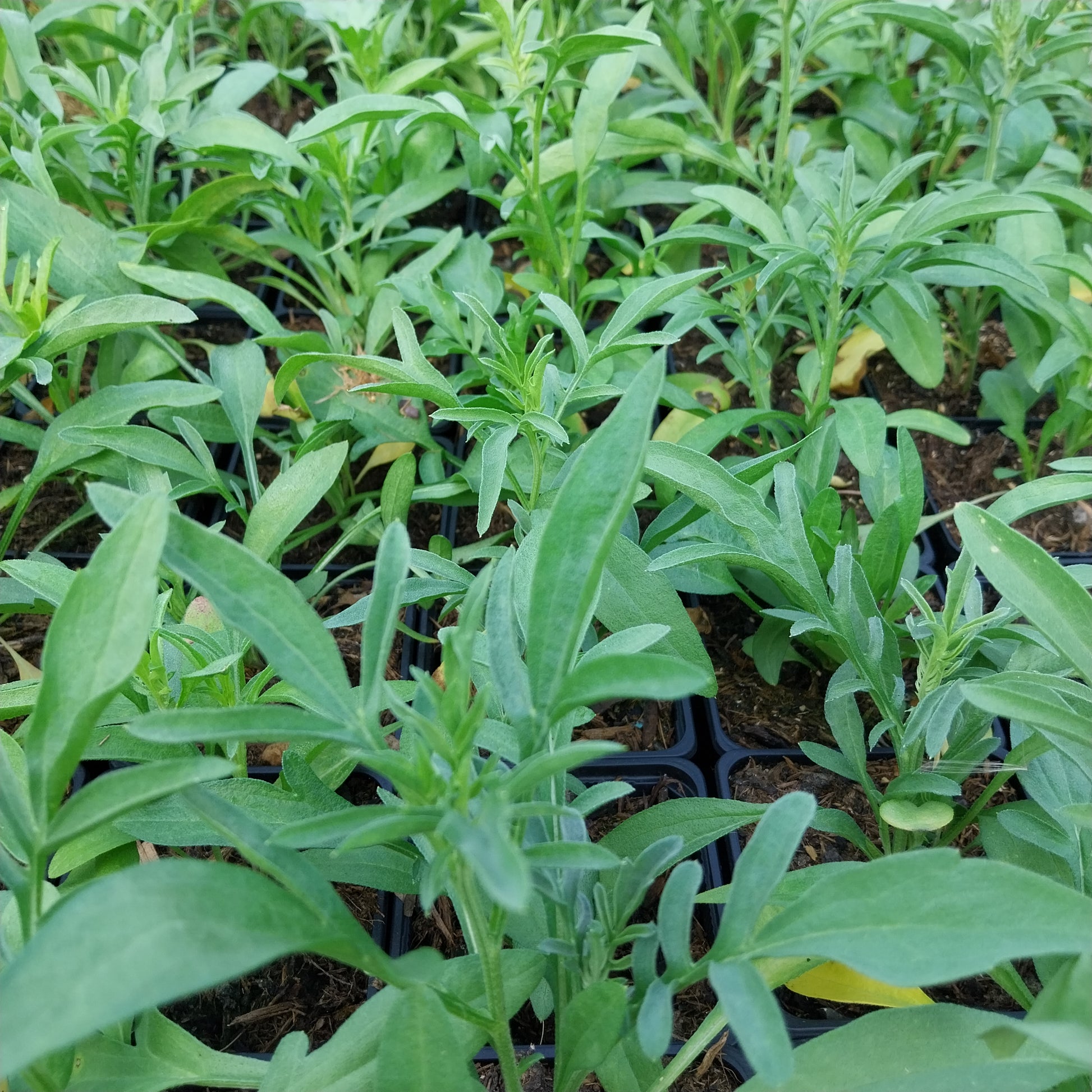 Ratibida columnifera fo. pulcherrima 'Red Midget' Zapfenblume