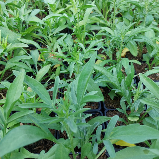 Ratibida columnifera fo. pulcherrima 'Red Midget' Zapfenblume