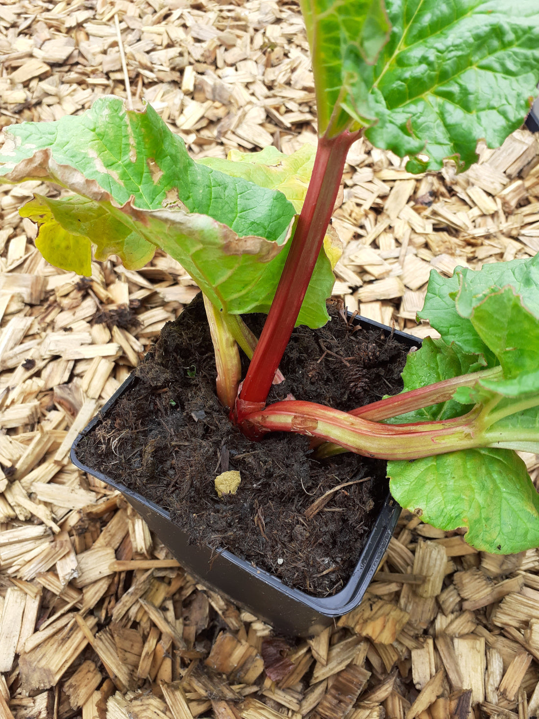 Rheum rhabarbarum Rhabarber