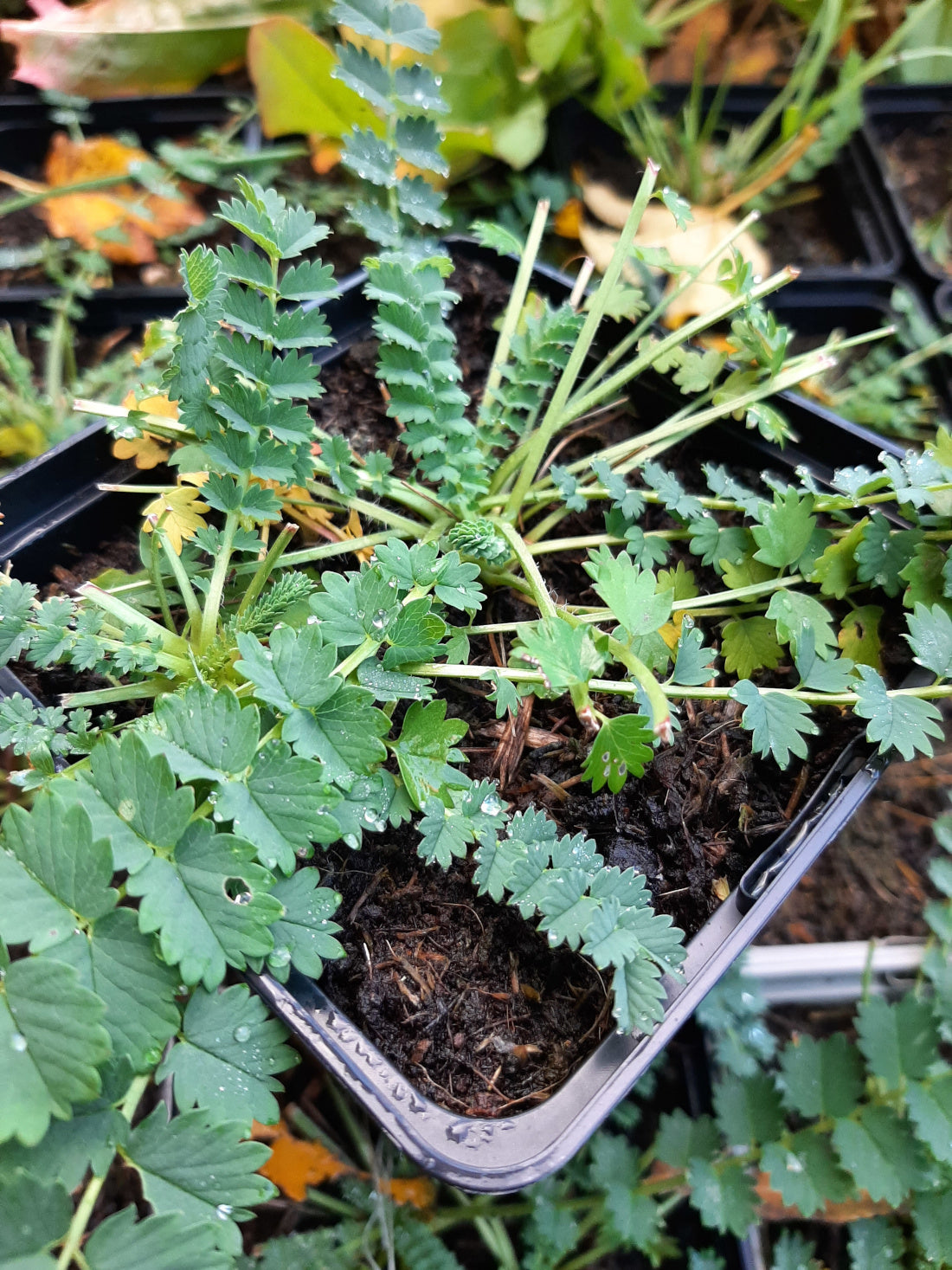 Sanguisorba minor Kleiner Wiesenknopf/ Pimpinelle