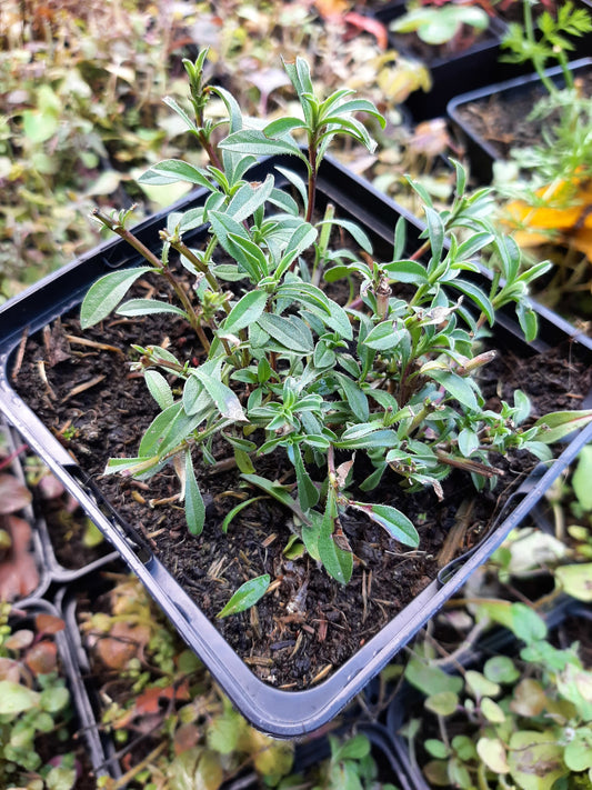 Satureja montana Berg-Bohnenkraut