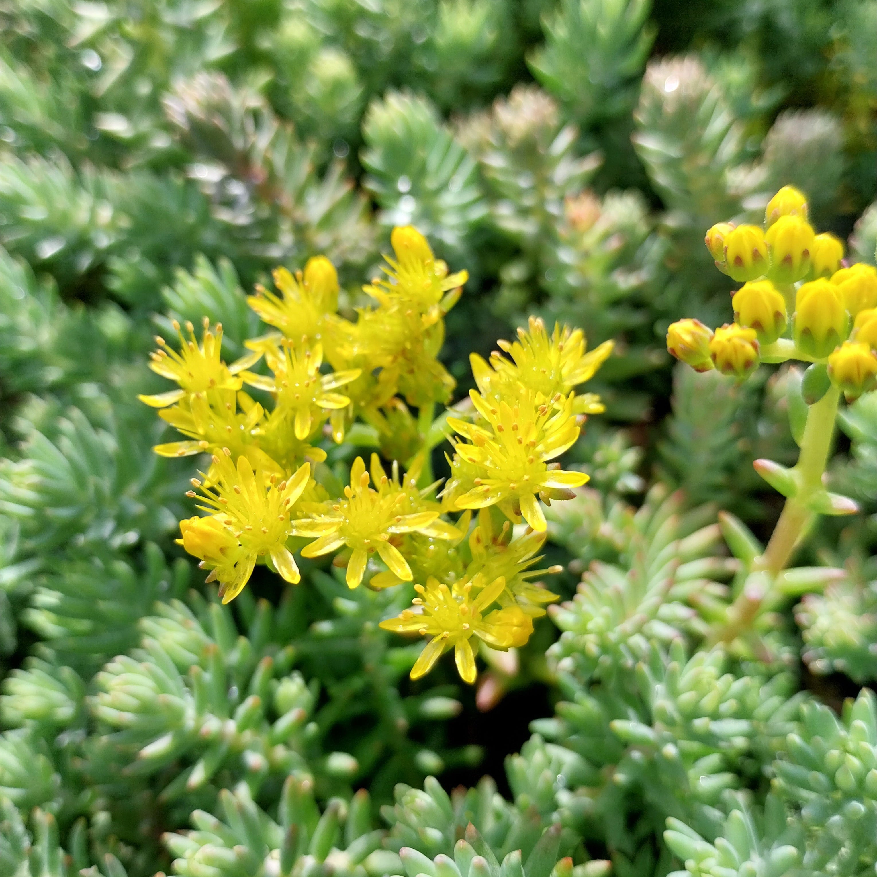 Sedum reflexum 'Elegans' | Staude kaufen