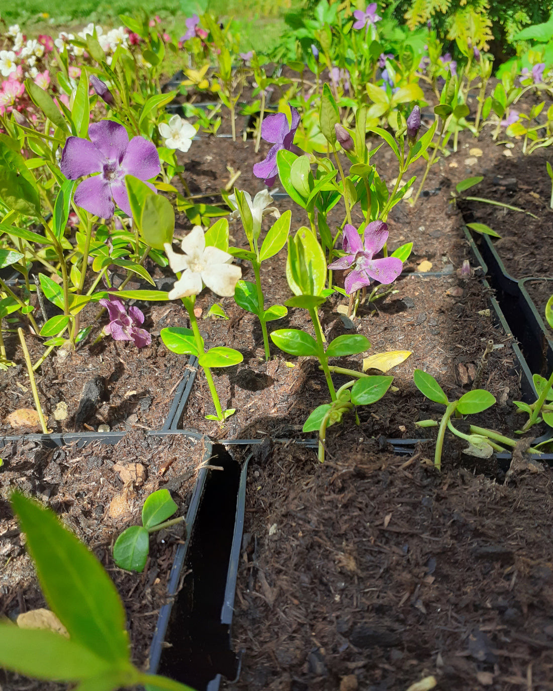 Vinca minor 'Atropurpurea' und ‘Alba' Kleinblättriges Immergrün in Blüte