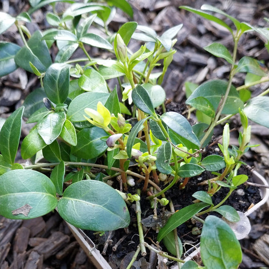 Vinca minor Kleinblättriges Immergrün im Topf