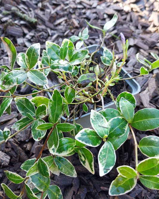 Vinca minor 'Ralph Shugert' Kleinblättriges Immergrün im Topf