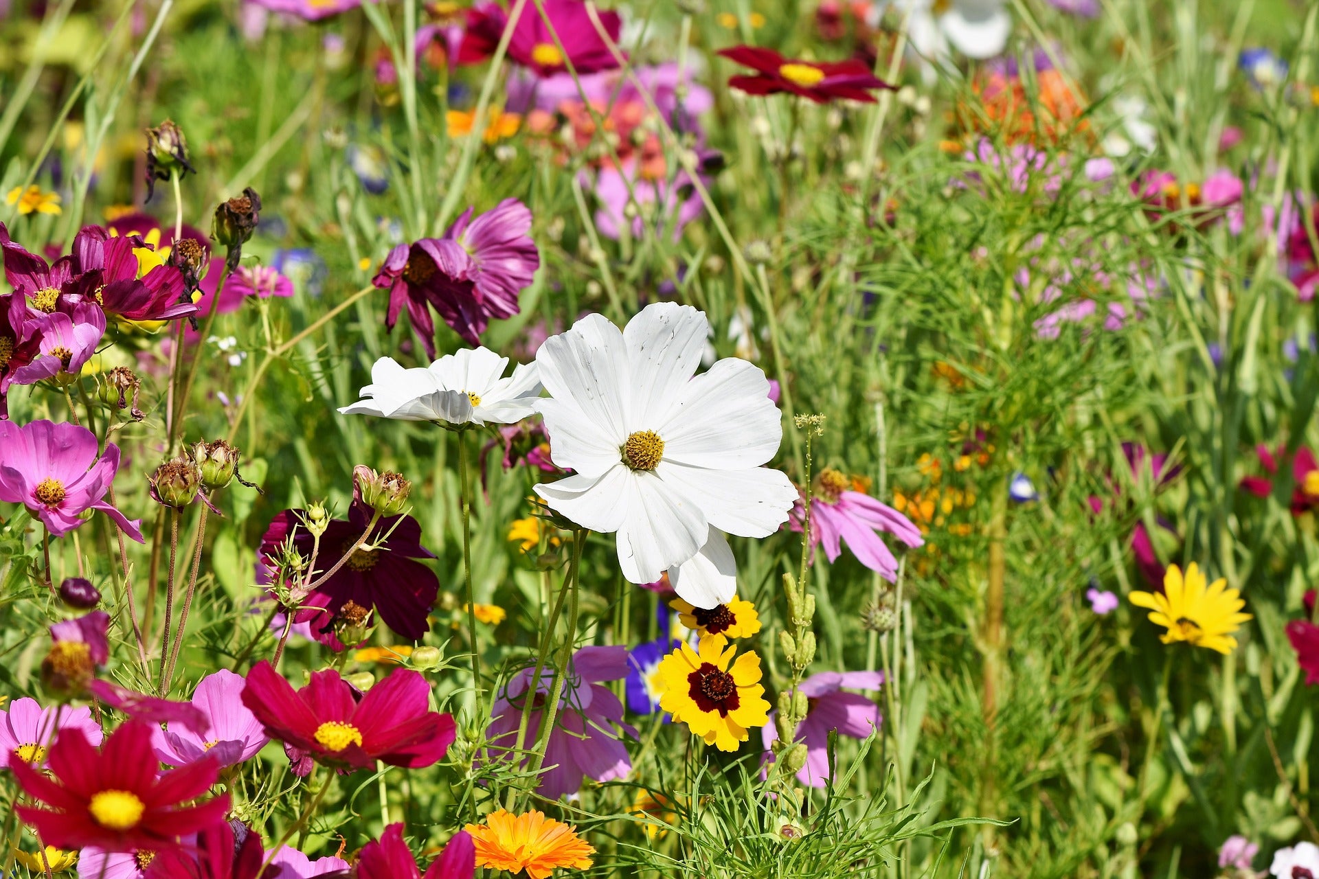 Blumenwiese
