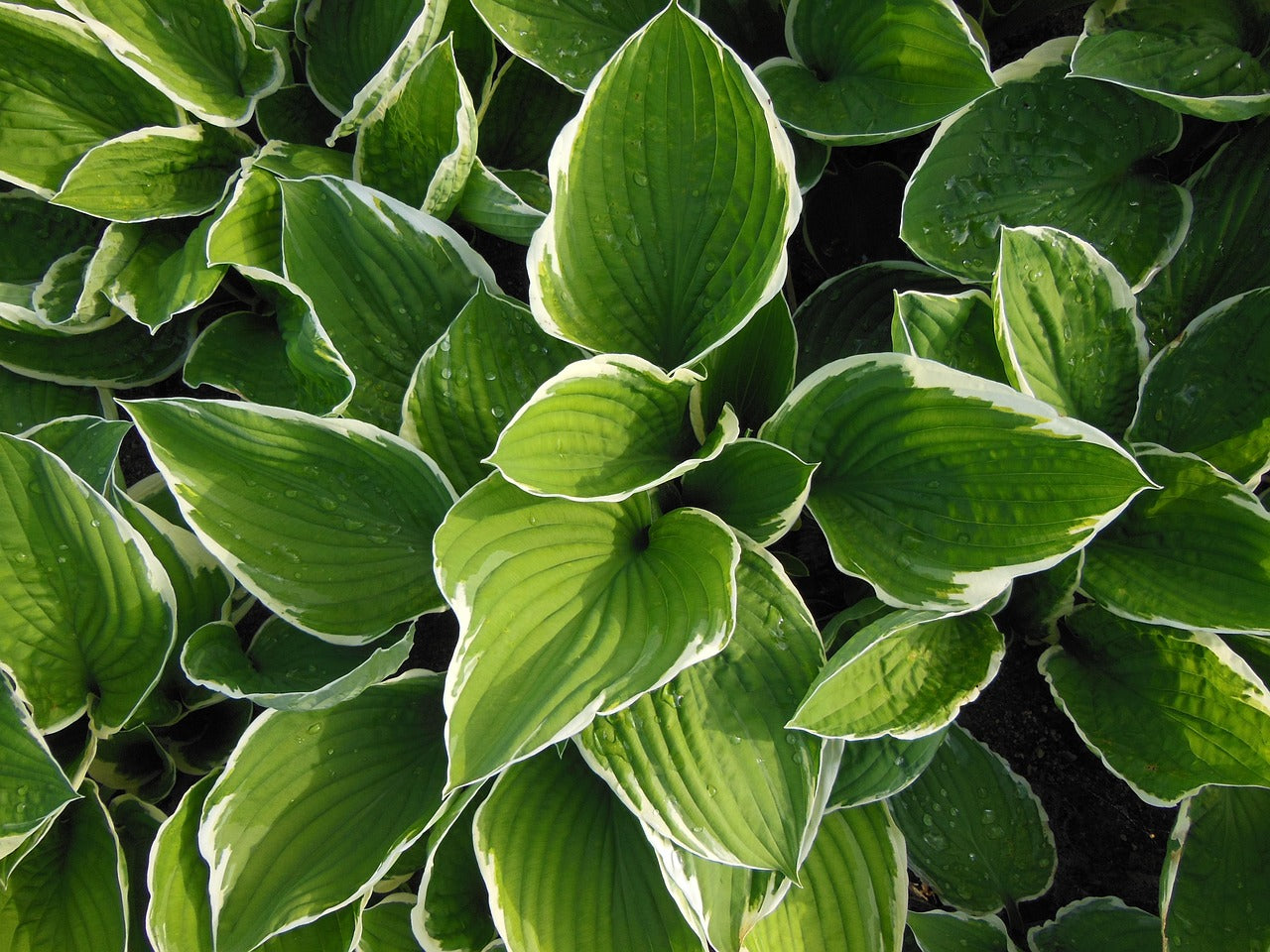 Hosta-Funkien