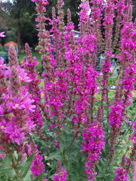 Blut-Weiderich (Lythrum salicaria)