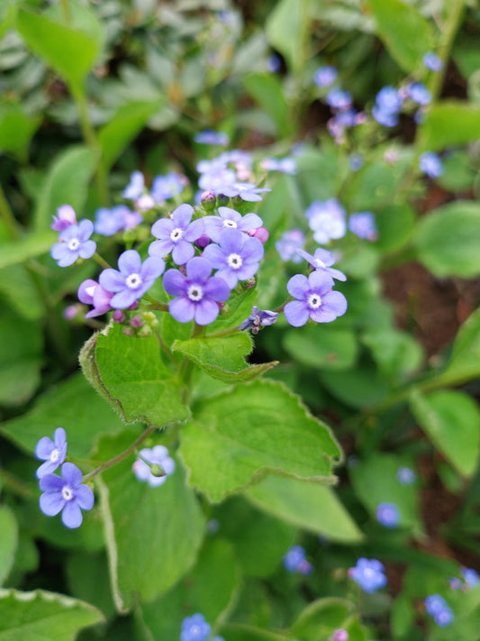 Brunnera macrophylla,Kaukasusvergissmeinnicht