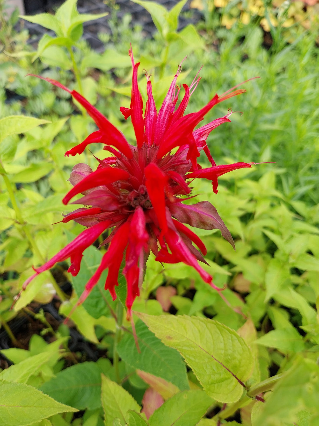 Monarda - Indianernesseln