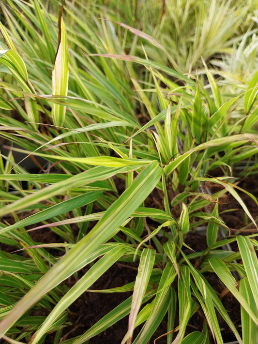 Hakonechloa