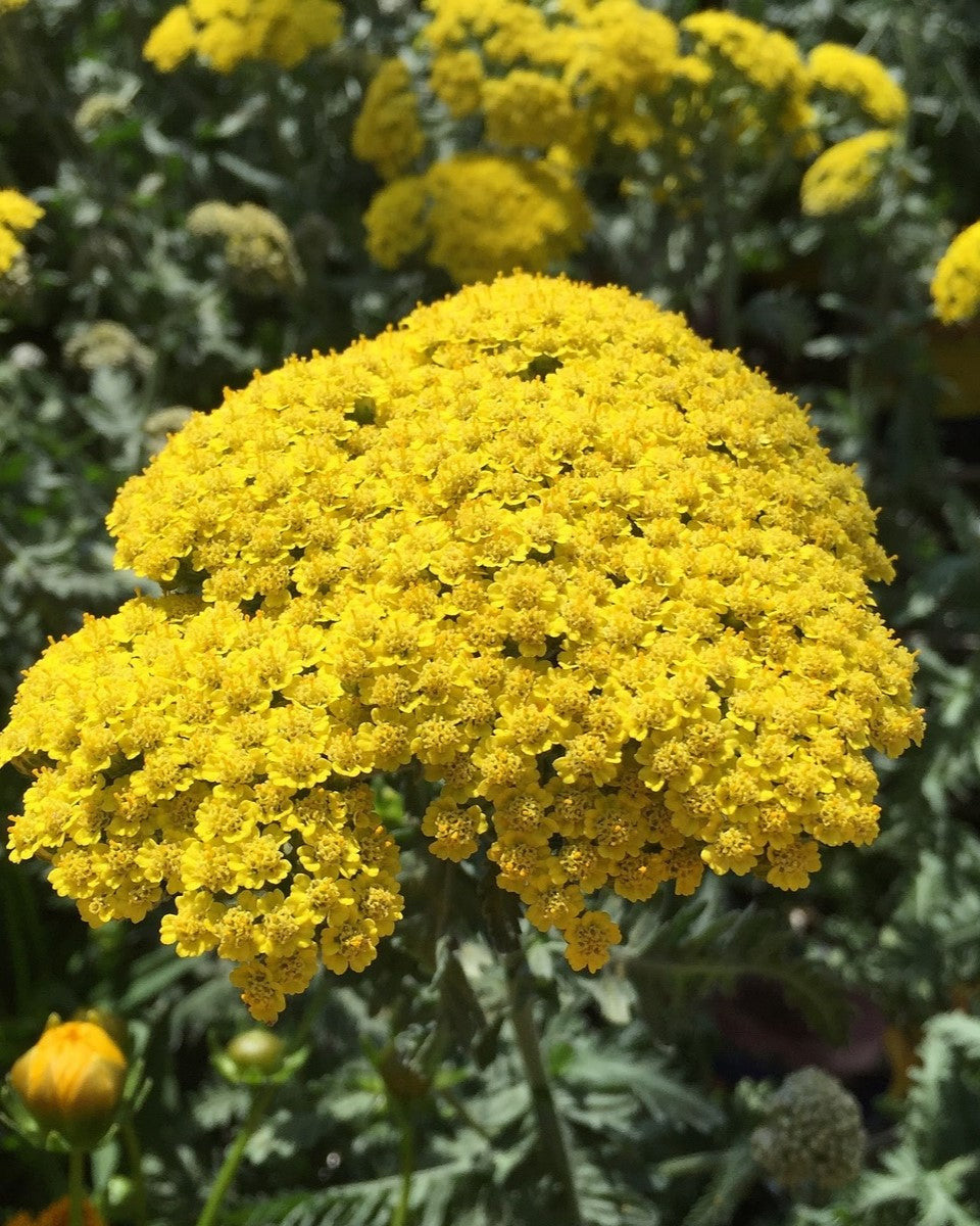 Achillea – Staude des Jahres 2021: Vielseitig, pflegeleicht und voller Charme