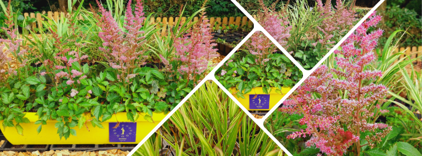 Unsere Beedabei Pflanzsets 🐝🌸