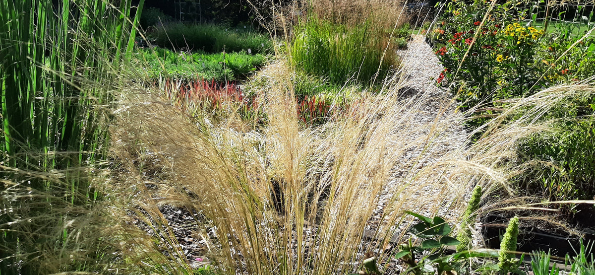 Gräser und Ziergräser Kategorie