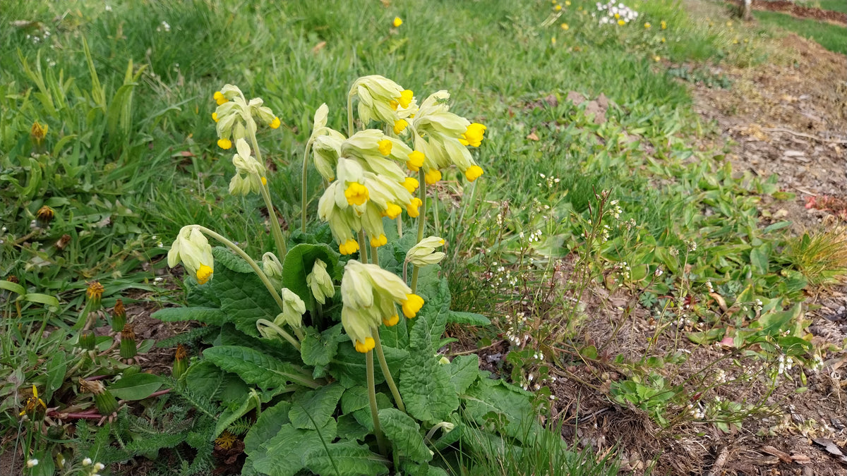 Schlüsselblume im Garten 