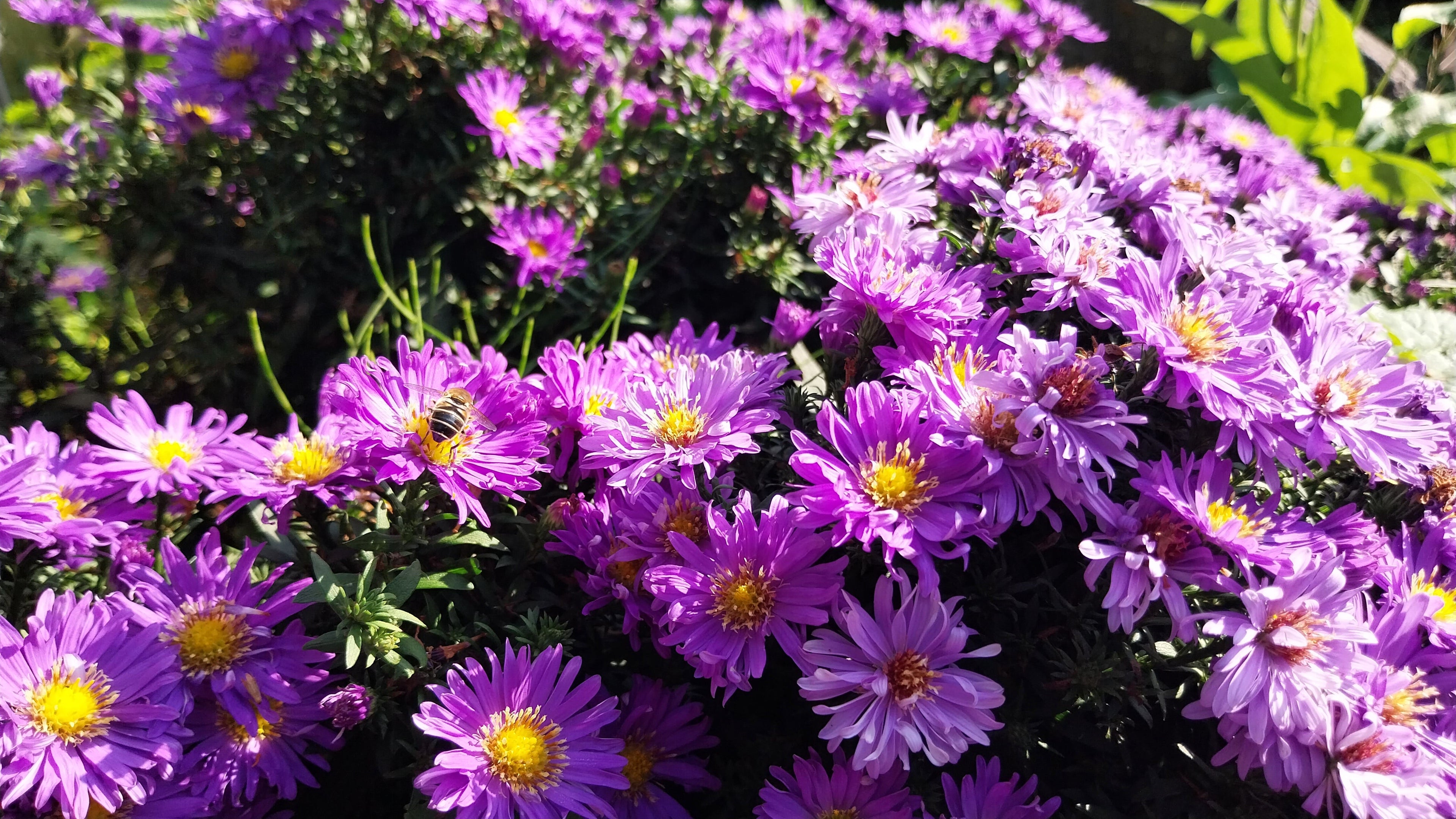 Aster in lila