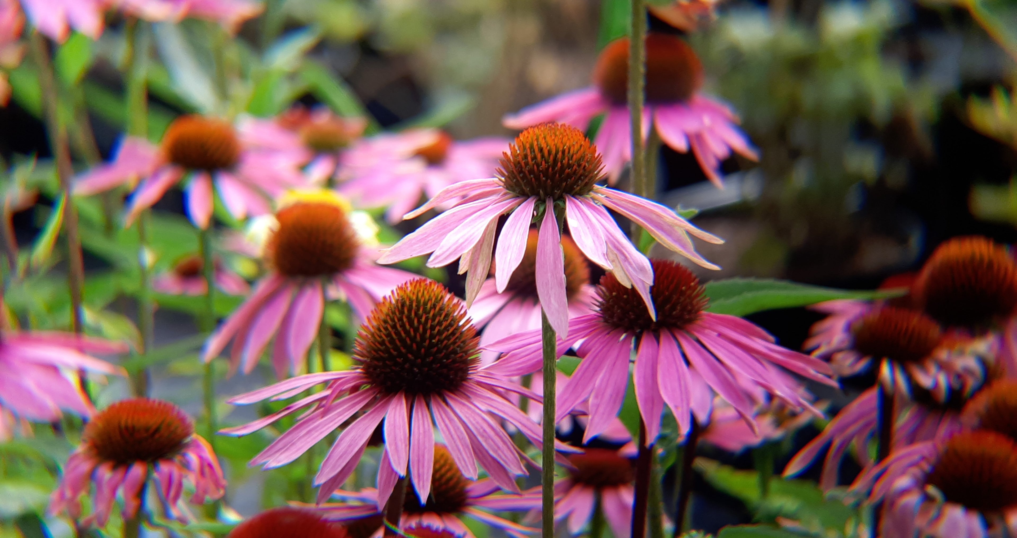 Echinacea-Sonnenhut