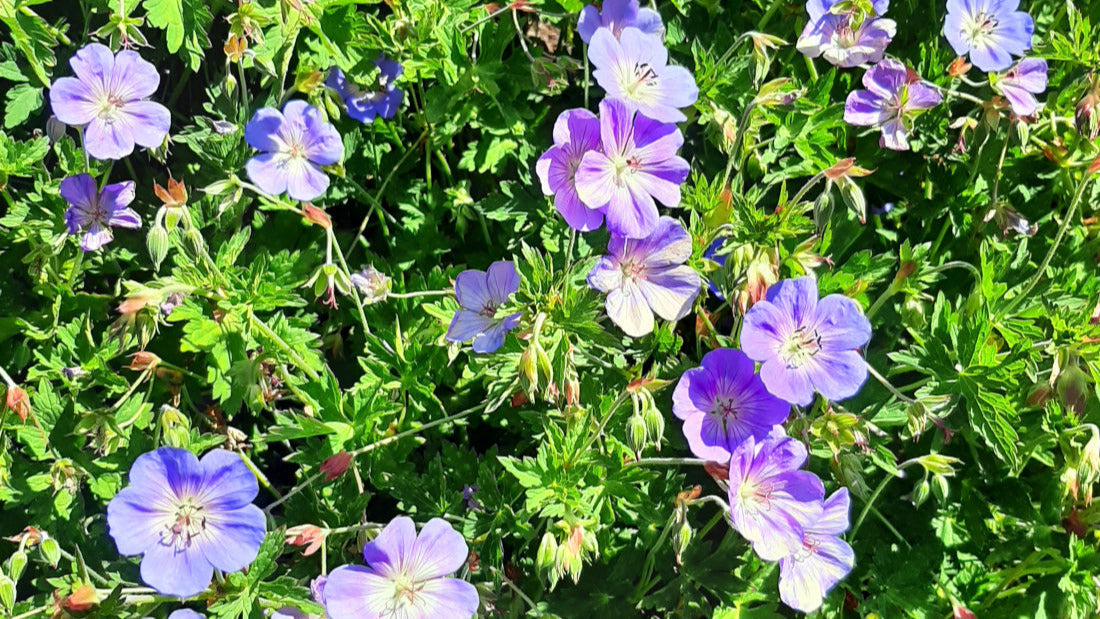 Geranium storchenschnabel