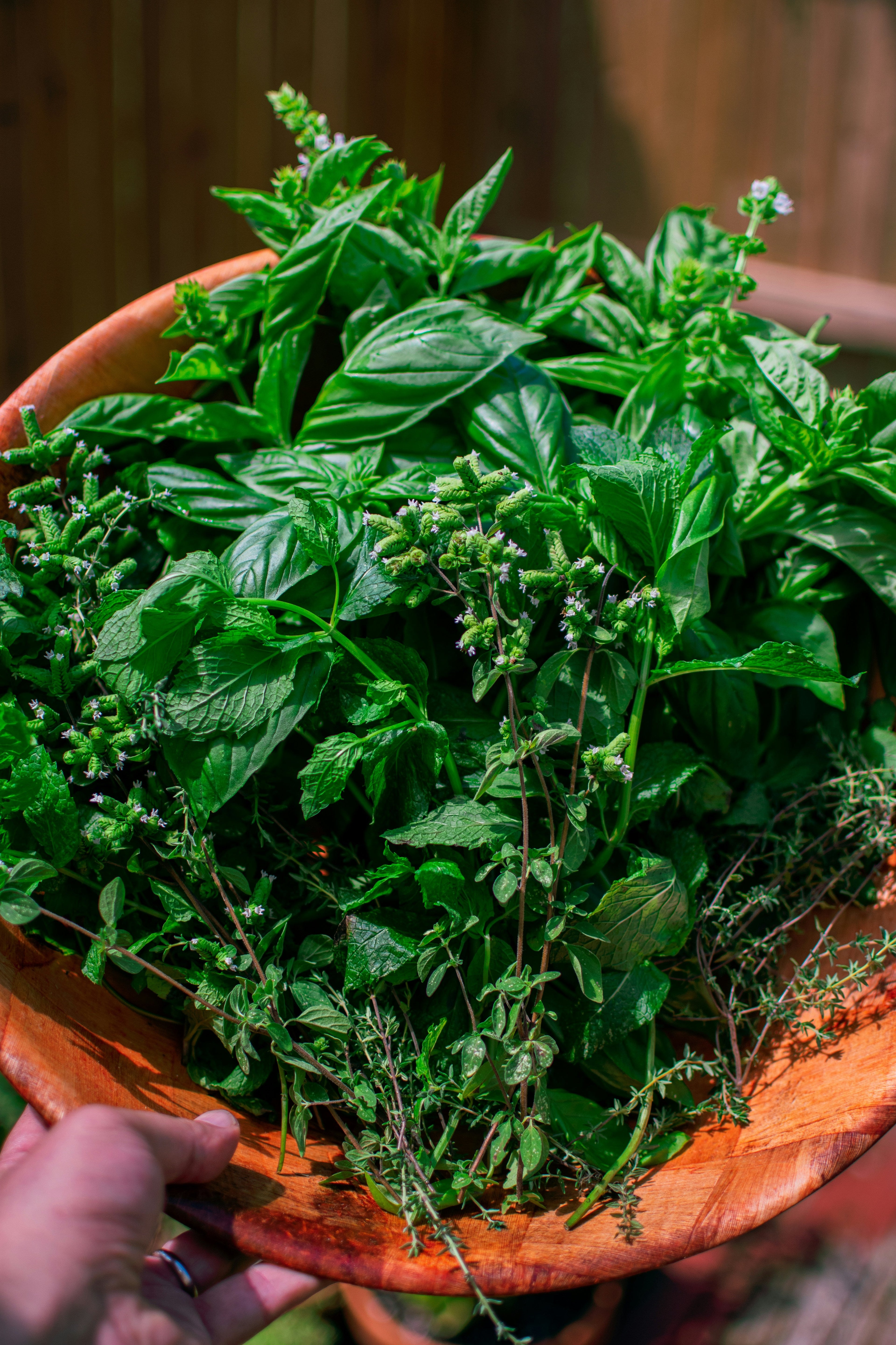 Küchenkräuter – frisch, aromatisch & einfach