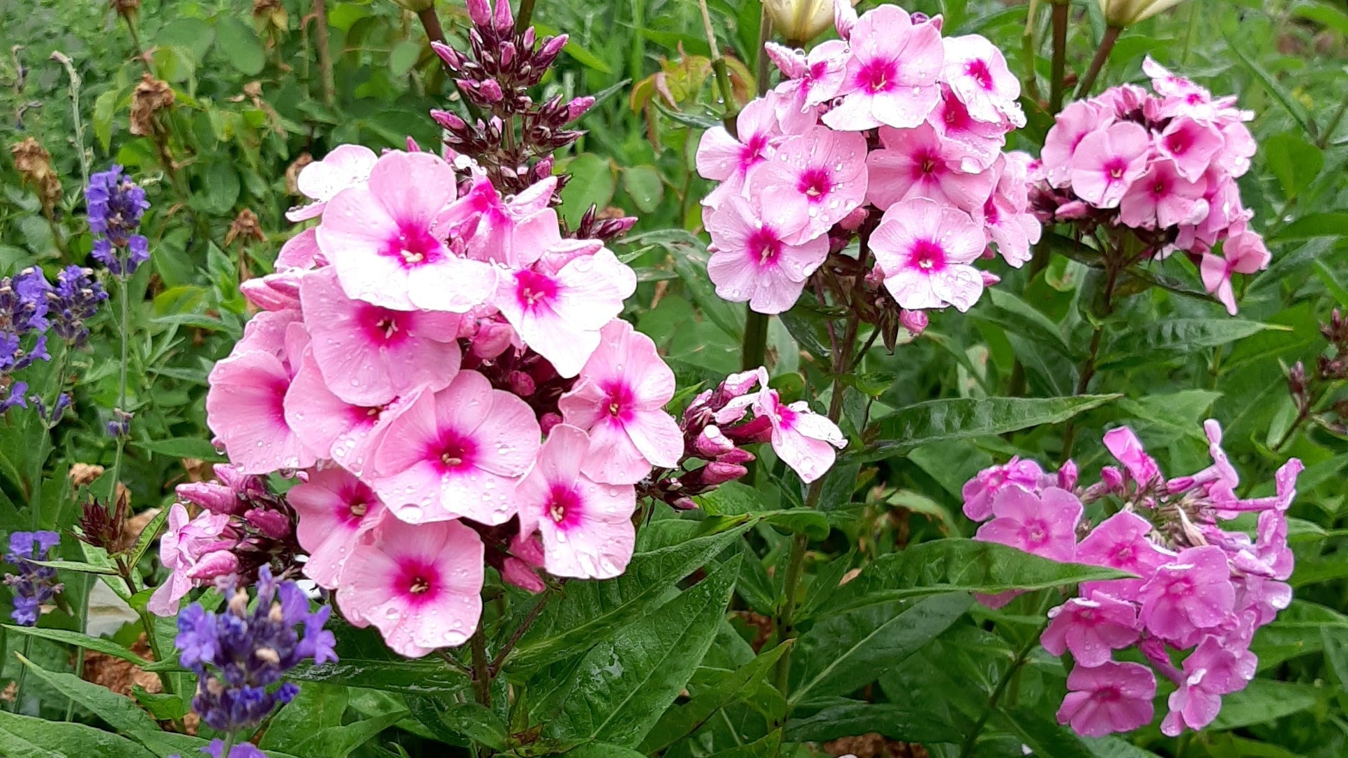 Phlox-Hoher Phlox