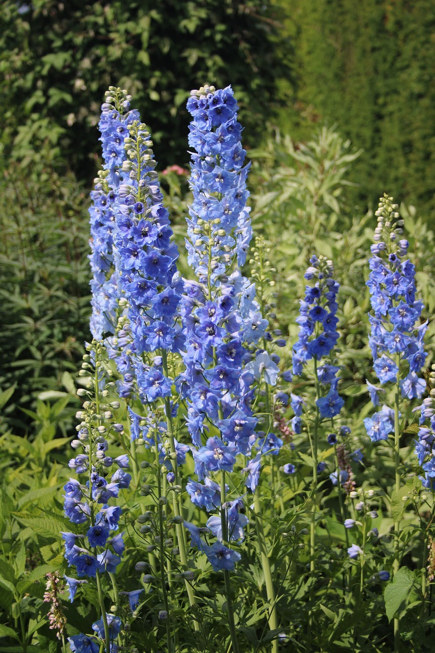Delphinium-Rittersporn