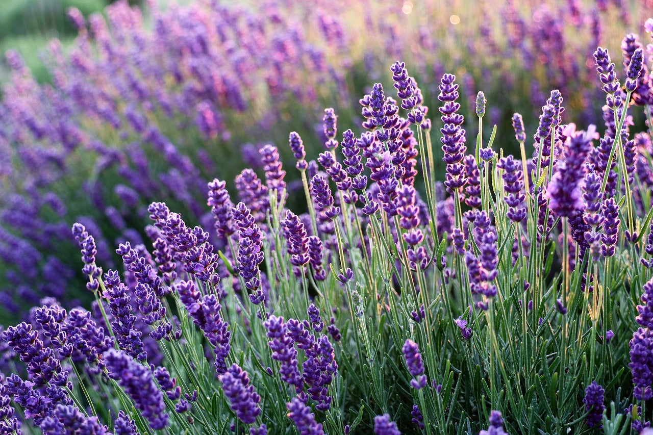 Lavendel-Lavandula