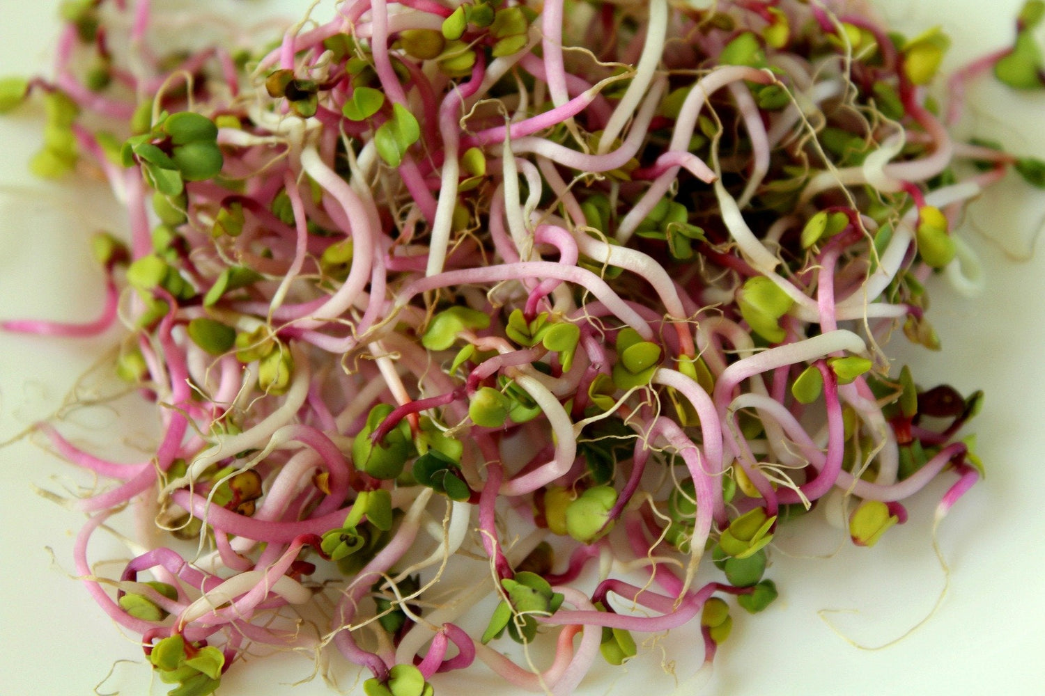 Microgreens