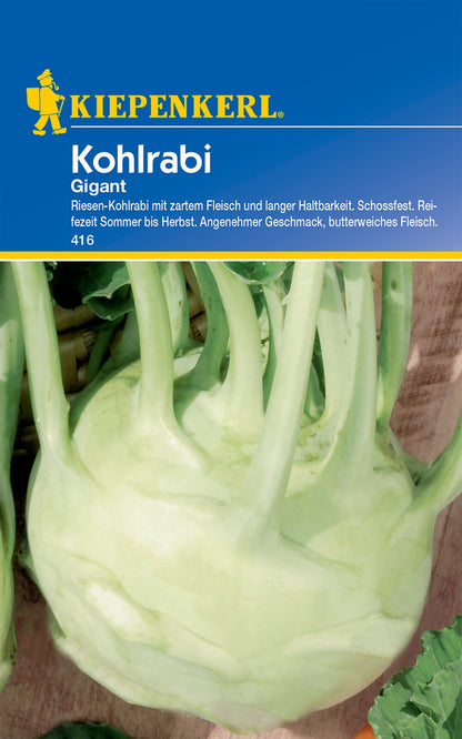 Kohlrabi Gigant