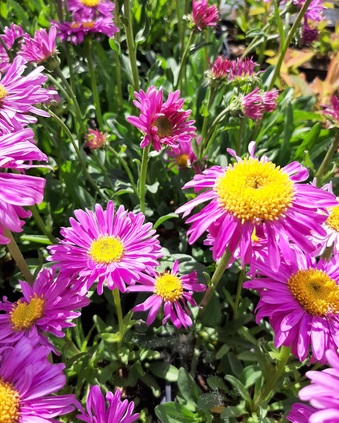 Aster alpinus 'Happy End' Niedrige Aster mit Blüte