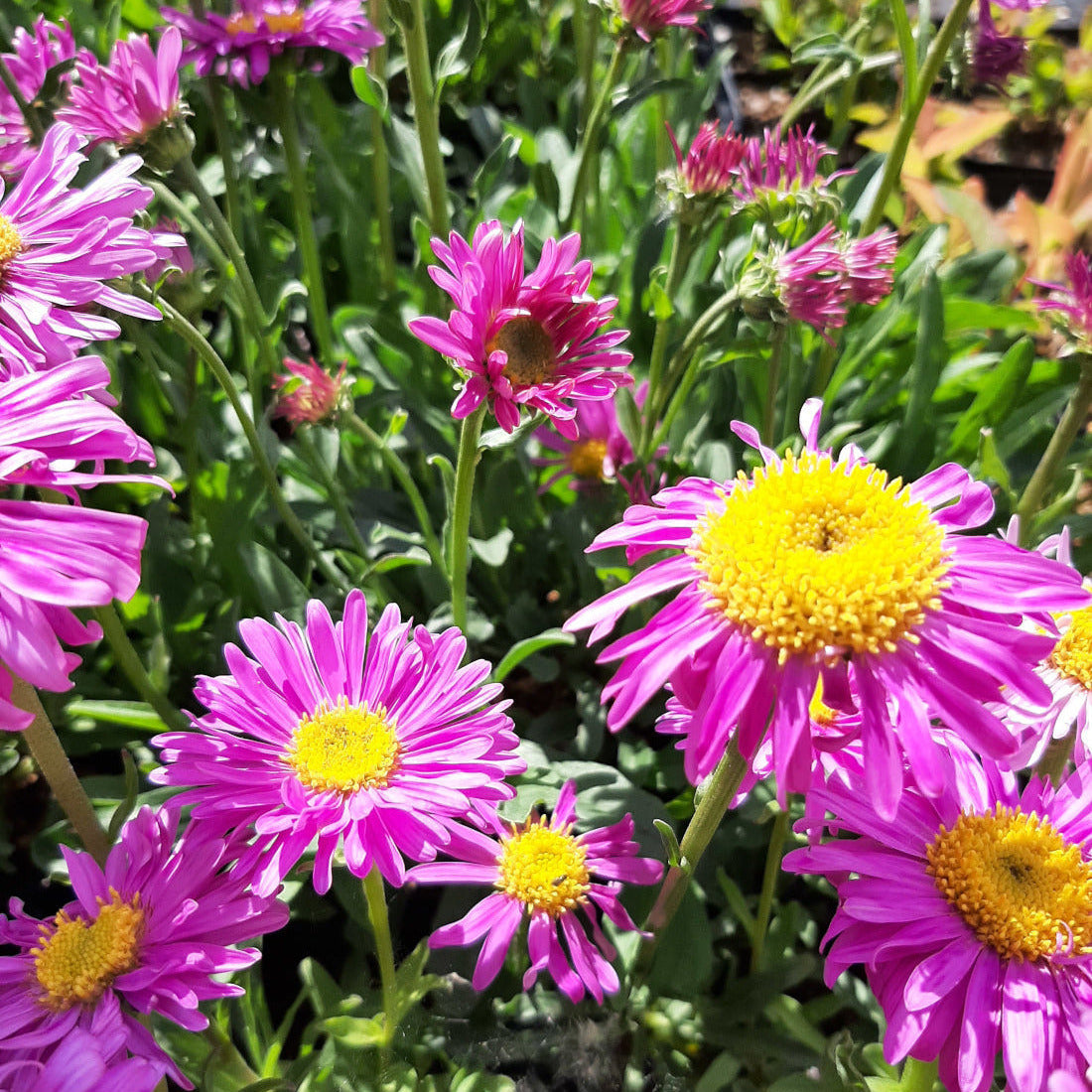 Aster alpinus 'Happy End' Niedrige Aster mit Blüte
