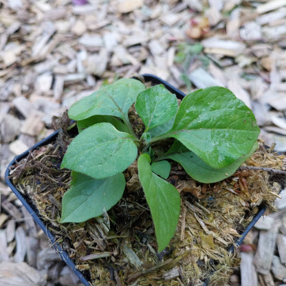 Physalis alkekengi var. franchetii 'Zwerg' Zwerg-Blasenkirsche