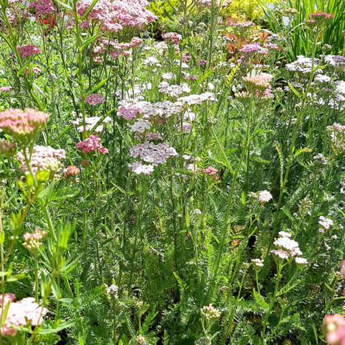 Achillea millefolium ‚Summer Pastels‘ in Blüte