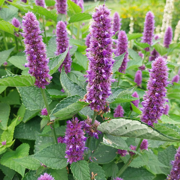 Agastache foeniculum Anis-Duftnessel