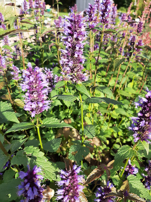 Agastache rugosa 'Black Adder' Duftnessel