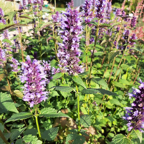 Agastache rugosa ‘Black Adder’