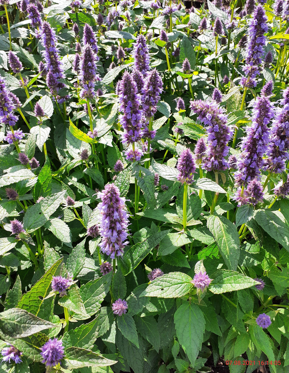 Agastache rugosa 'Blue Fortune' Duftnessel