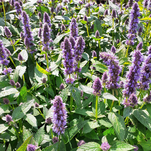 Agastache rugosa ‘Blue Fortune’