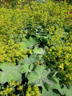 Alchemilla mollis  Großblättriger Frauenmantel