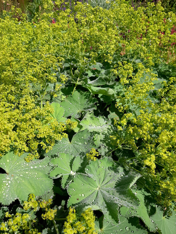 Alchemilla mollis  Großblättriger Frauenmantel