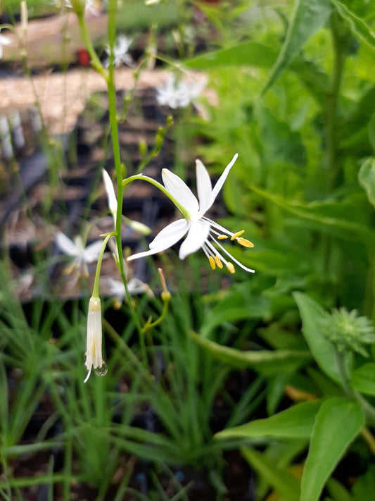 Anthericum ramosum Ästige Graslilie