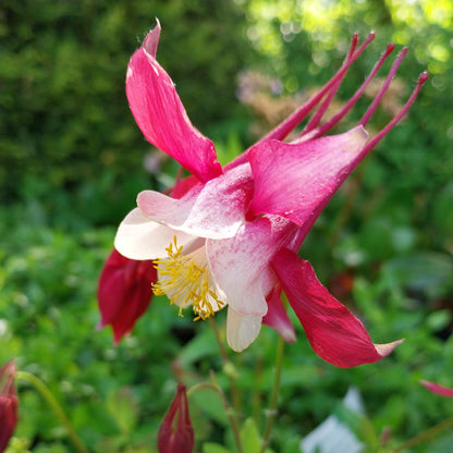 Aquilegia caerulea 'Crimson Star' Akelei