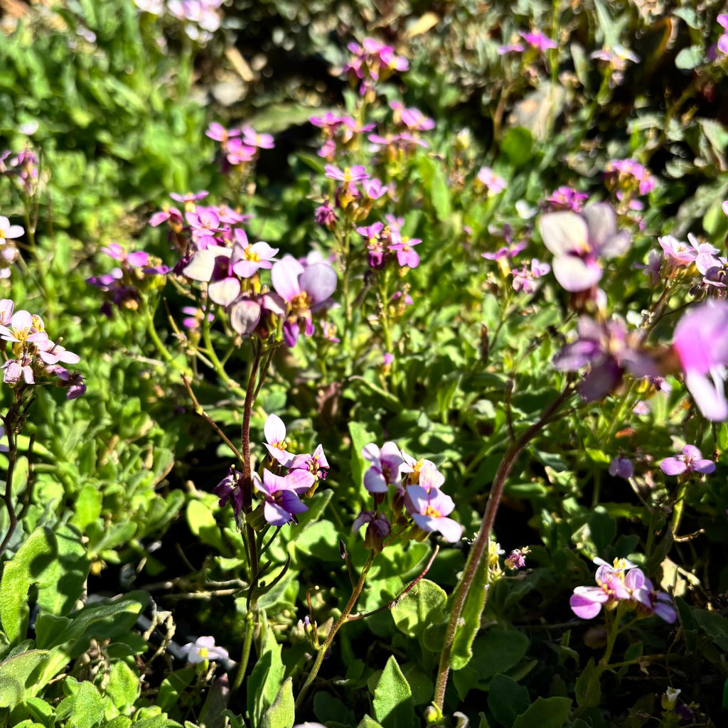 Arabis × arendsii ‚La Fraicheur‘