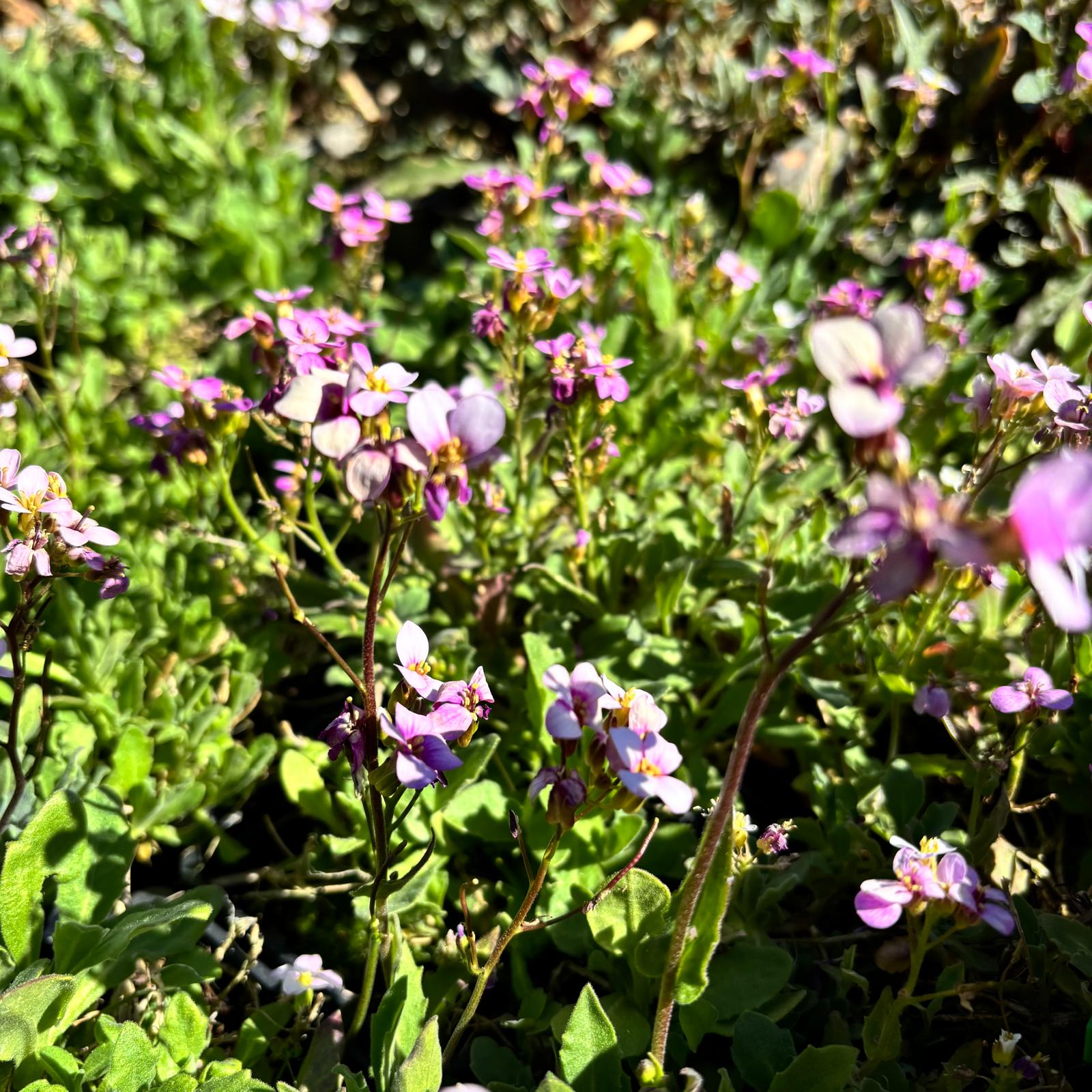 Arabis × arendsii ‚La Fraicheur‘