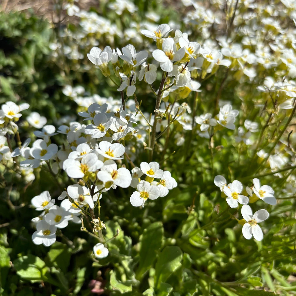 Arabis caucasica 'Schneeball'
