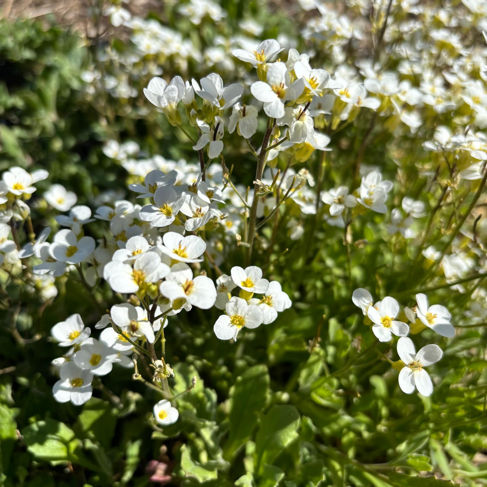 Arabis caucasica 'Schneeball'