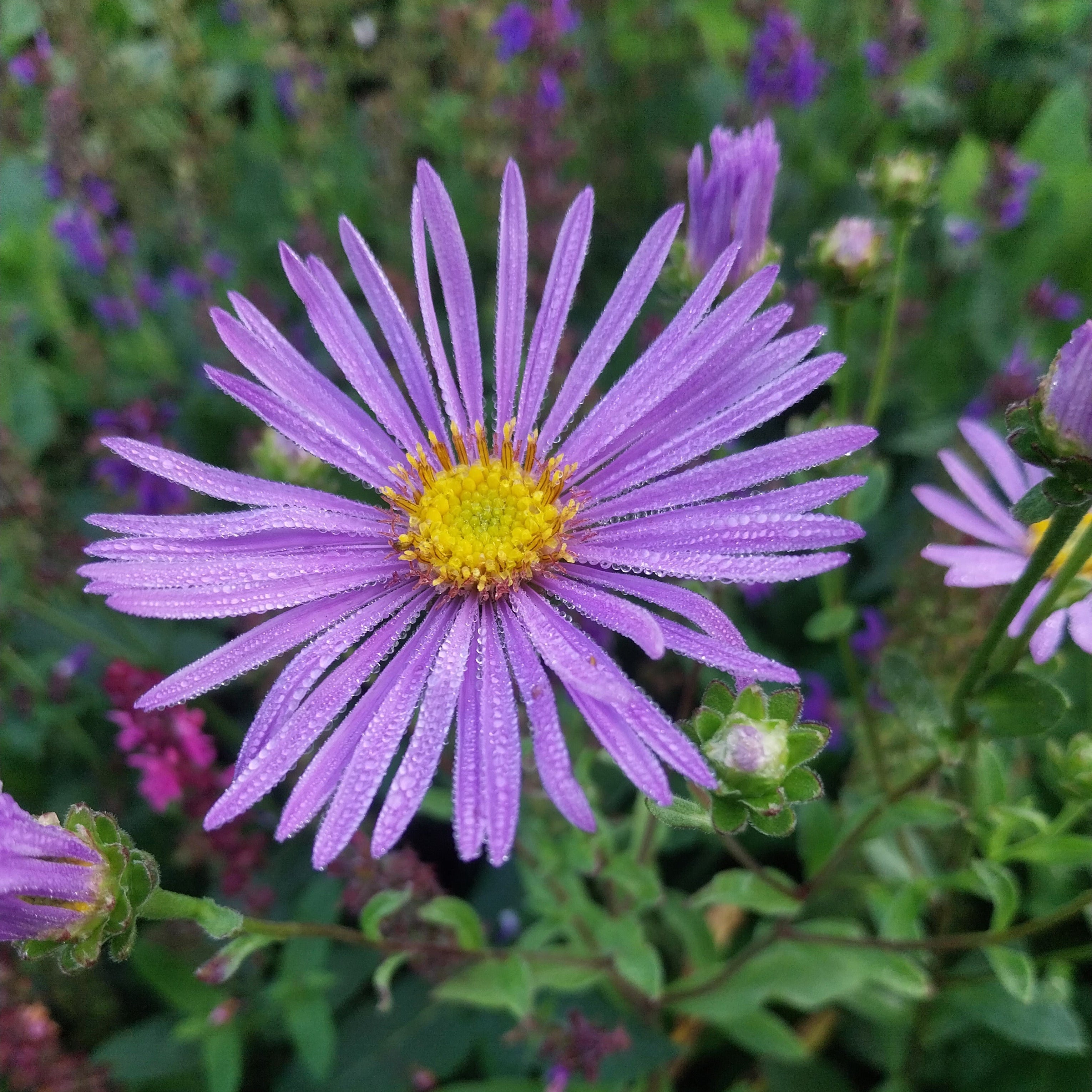 Aster amellus 'Rudolf Goethe'