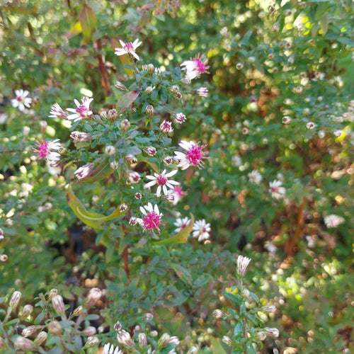 Aster lateriflorus var. horizontalis 'Prince'