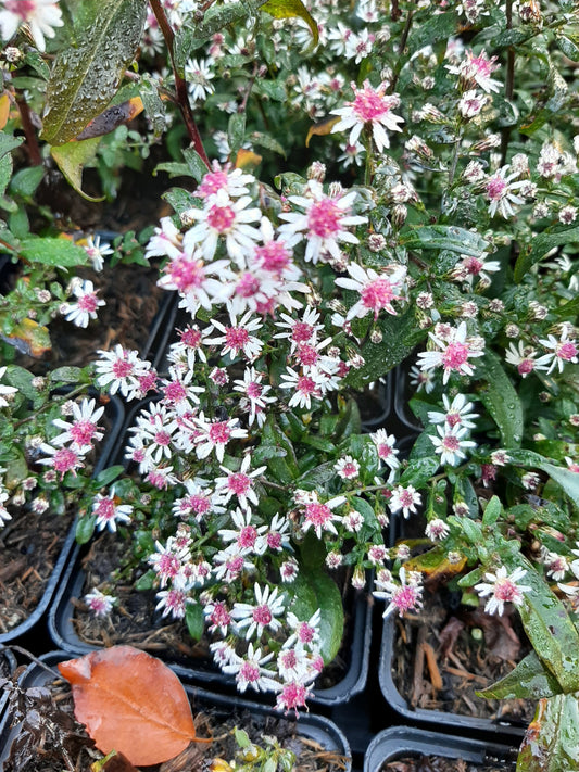 Aster lateriflorus var. horizontalis 'Prince' Waagerechte Aster