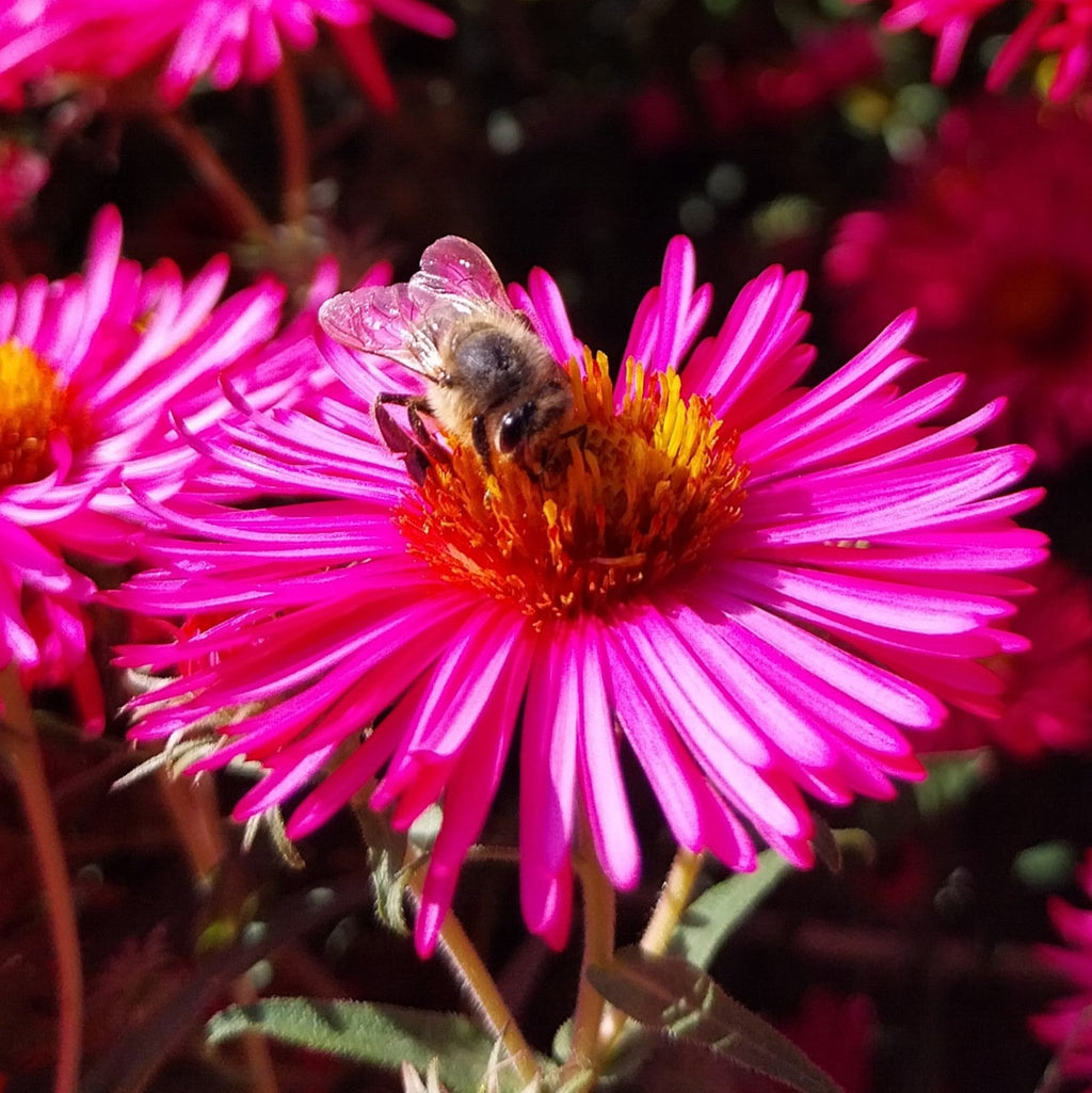 Aster novae-angliae 'Alma Pötschke'