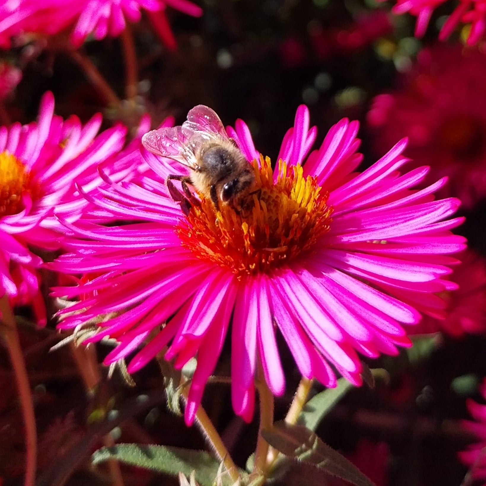 Aster novae-angliae 'Alma Pötschke'